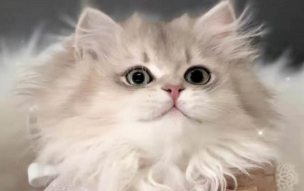 猫不吃水煮鸡胸肉怎么办