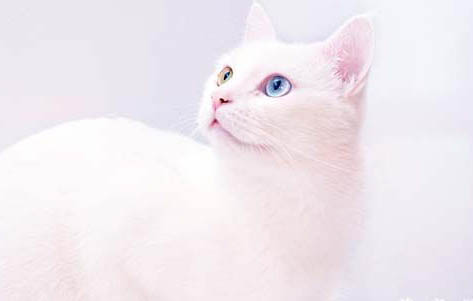 猫咪为什么爱去厕所蹲着呢