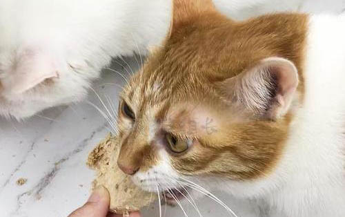 小猫咪肺炎能治好吗