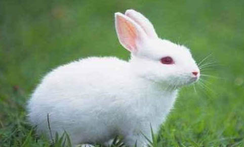 兔子大约能活多久