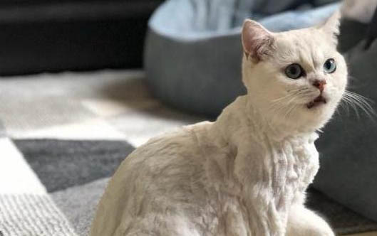小猫拉肚子的原因及处理方法