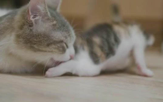 小猫咪多久断奶呀