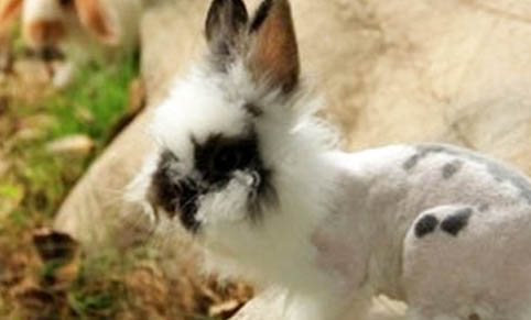 兔子的耳朵应该如何清理