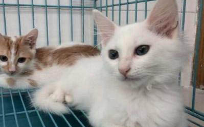 小猫传腹有什么症状