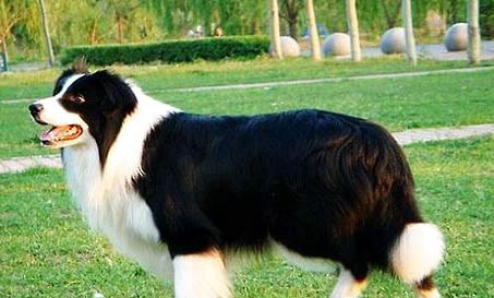 边牧犬的缺点有哪些