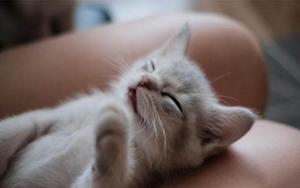 猫咪可以吃什么食物?