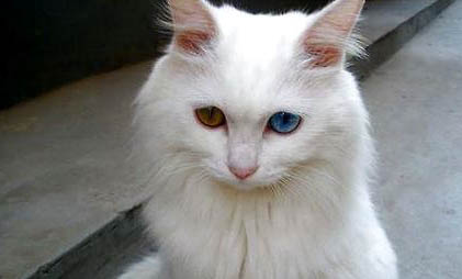 猫咪中毒都有哪些症状
