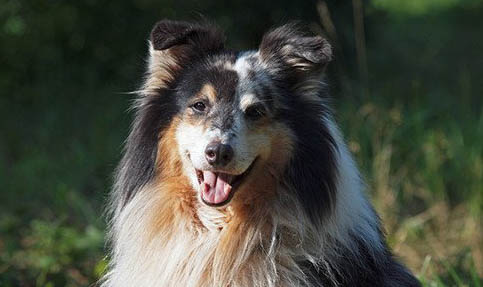 英国古代牧羊犬打完疫苗特别蔫
