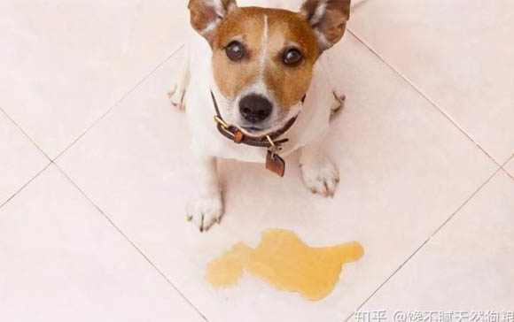 狗狗打喷嚏鼻子喷血的原因及处理方法