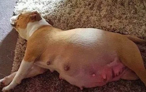 狗狗得睾丸癌前兆有哪些症状