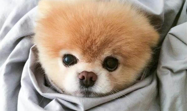 狗狗拉稀是什么原因及处理方法