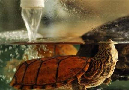 麝香龟可以和什么鱼一起养