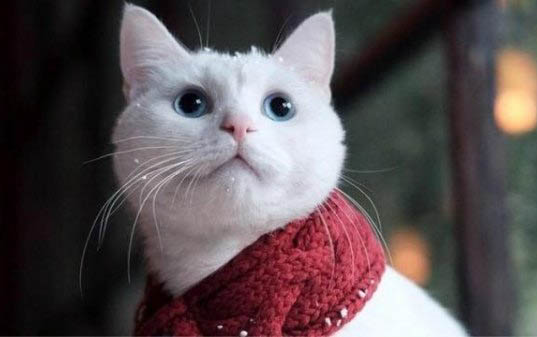 猫咪正常的牙龈应该是什么样的