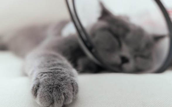 猫咪可以吃一点奶油吗