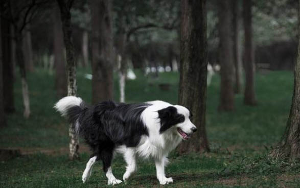 边牧犬好不好养