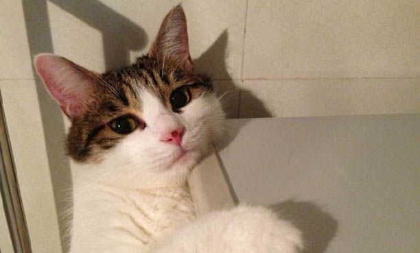 猫能不能吃鹌鹑蛋的蛋白