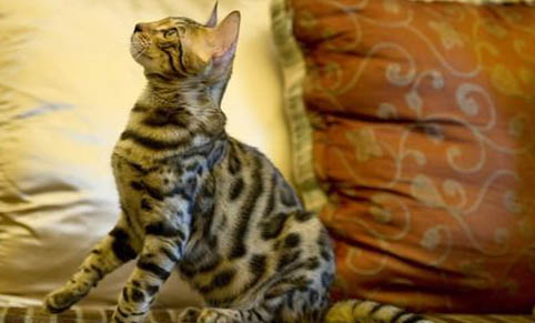 猫为什么往后尿
