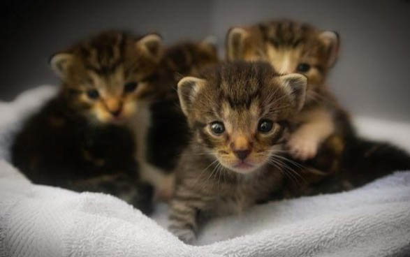 猫咪为什么拉稀是绿色的啊