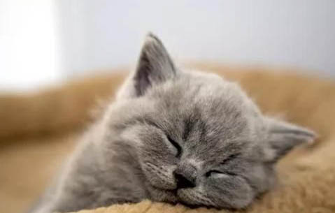两个月大的猫咪可以吃猫草吗