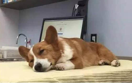 为什么狗狗都有病呢怎么回事
