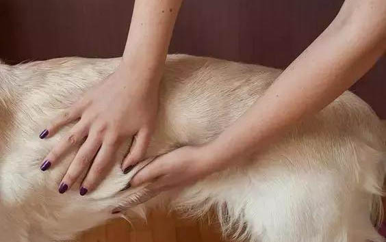 幼犬益生菌一天吃多少