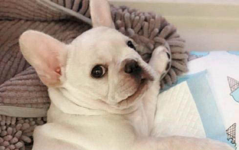 新生狗狗没有母乳喝什么