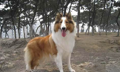 苏格兰牧羊犬可以吃龙眼吗