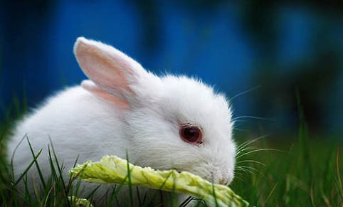 兔子能吃土豆吗？为什么