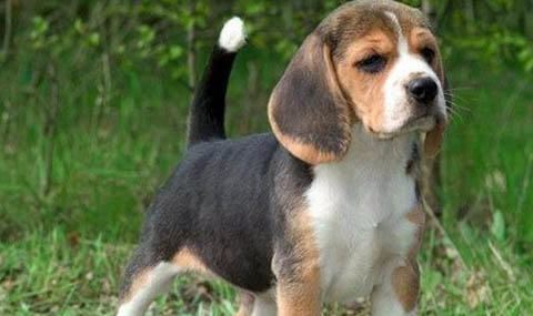 比格犬和柯基犬哪个好