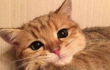猫咪耳螨能洗澡吗