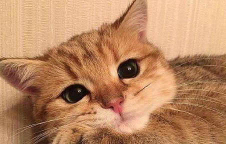 猫咪口臭怎么才能去除?