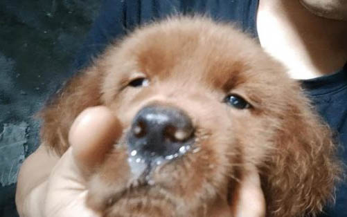 狗突发性脑炎症状有哪些