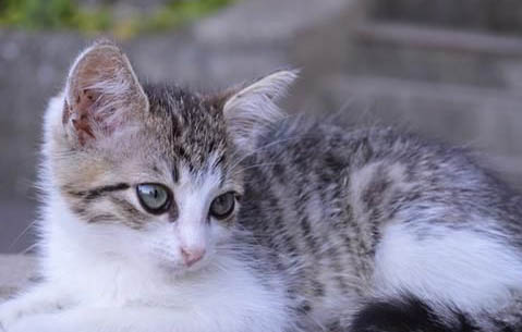 怎样与猫咪建立信任
