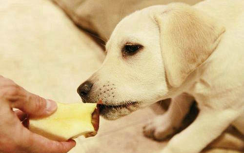 狗狗导尿毛要修剪吗