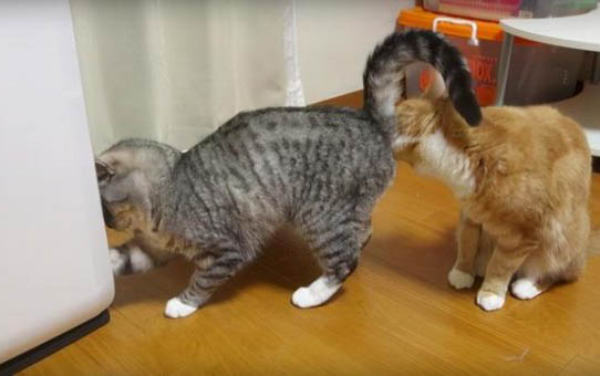 小猫不听话打它会不会记仇?