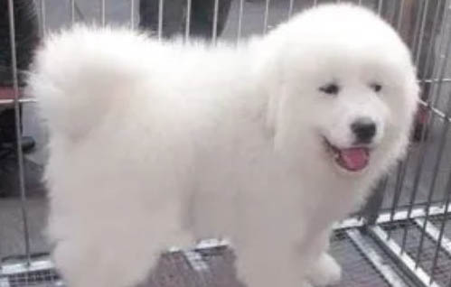 大白熊犬在中国禁养吗