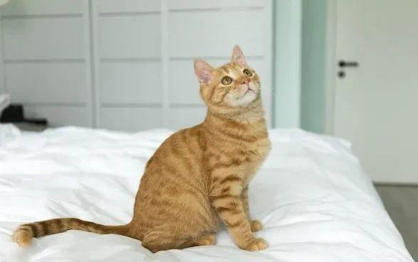猫咪吃耗子药如何救治