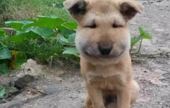 狗身上有虱子怎么处理