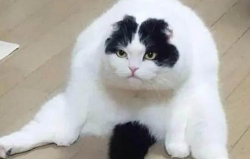 如何教猫咪食用猫砂盆