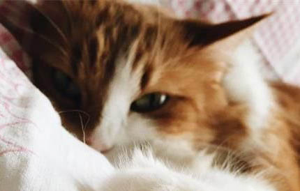 为什么现在的猫咪很少生病