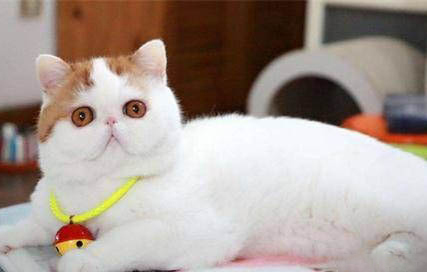 猫咪喝酸奶会不会拉肚子