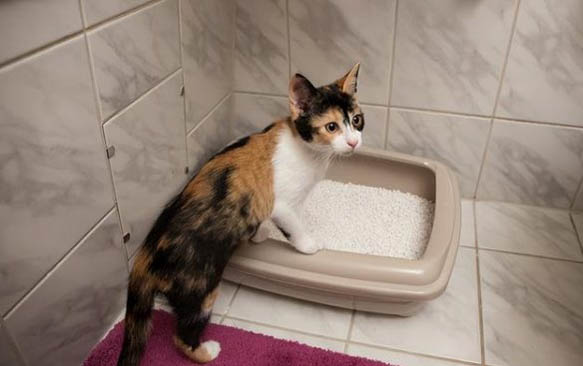 猫在晚上叫是因为什么