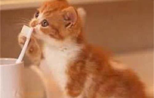 猫咪什么时候不能洗澡