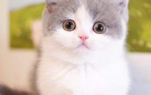 20天的小猫咪能人工养活吗
