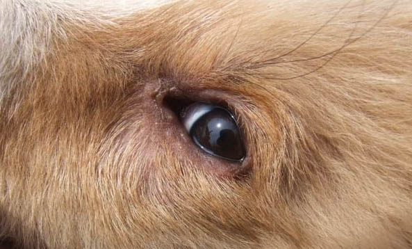 犬科动物和猫科动物哪个厉害