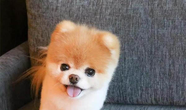 狗狗发烧不吃东西精神不振怎么办啊