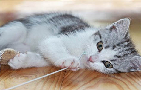 猫咪怎么才能催吐