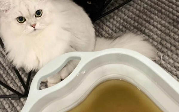 小猫到新家一直叫怎么办
