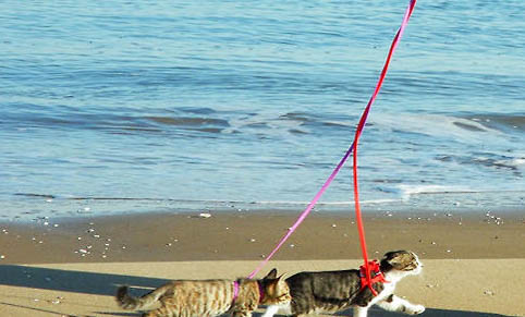猫咪可以吃清水煮猪肉吗