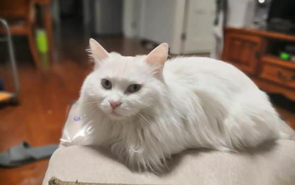 猫咪舔毛是代表什么